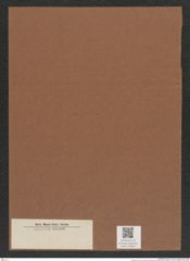 Diatomeae indet. Zeichnungen Sammlung Grunow Mappe 03662 (Herbarium_W_Grunow_drawings_Folder_03662)